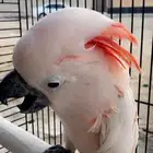 مروض ببغاوات