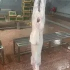 ذبائح وتمائم برية وطازجة