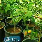 شتل فواكه مثمره