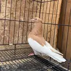 حمام ايراني