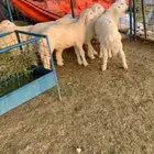 ذبايح بريه