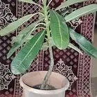 فخاريات