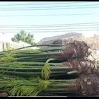 توريد جميع انواع النخل وتكريب جميع انواع النخل