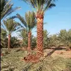 نخل للبيع جميع الأنواع متوفره وجميع المقاسات وباسعار مناسبه