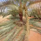 نعمل في تكريب النخيل وتنضيف النخيل وتشويك النخيل تواصل