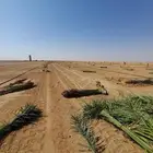 توريد جميع انواع فسايل النخل العربي والجثايث
