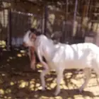تيس هولندي