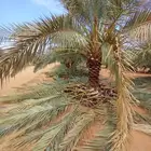 معلمين تكريب النخيل وتنضيف النخيل وتشويك النخيل