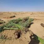 توريد جميع النواع فسايل النخل العربي والجثايث