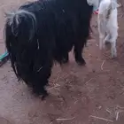 عنز سدس أو بداية تمام معها جفره