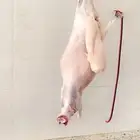 طلي طليان ذبائح المالكي