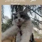قط لي تبني