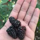 شتلات توت أسود أو توت العليق ( بلاك بيري )