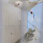 ازواج روز البينو محلله