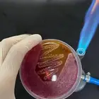 أخصائي جودة بقطاع اللحوم والدواجن ومطاعم الشاورما .