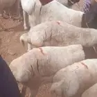 طليان بربري مربى شحم ولحم