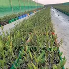 شتلات مانجروف