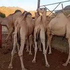 قعدان مرابي 7شهور فل شحم