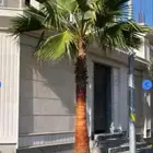 نخل واشنطني زينه