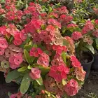 مشتل التكامل الاخضر الزراعي 0533351329