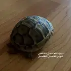 سلاحف متوفر تمارا