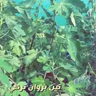 شتلات داخليه واشجار زينه ومثمر