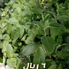 شتلات مزهره واشجار مثمره