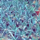 شتلات مخفضه واشجار باسعار طيبه