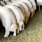 ذبايح خرفان جبره وثلاجات مع السلخ والتوصيل