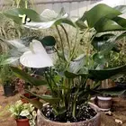 شتلات داخليه واحواض زراعيه باسعار مخفظه