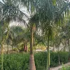 مشاتل التكامل   مشاتل جمله