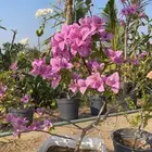 مشاتل التكامل الزراعيه جدة 0533351329