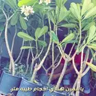 شتلات واحواض وتربه زراعيه