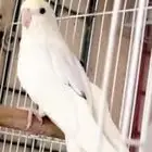 كروان ذكر كريمي فيس بصمه