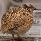 سمان الرويضة