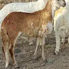طلي سواكني ذبيحة مع التوصيل