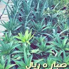 شتلات واشجار مخفضه الاغلب 5 ريال