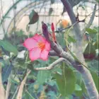 اشجار مزهره ومثمره باسعار منافسه