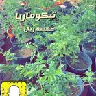 اشجار مثمره ومزهره مخفضه