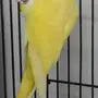 دره لاتينو انثى