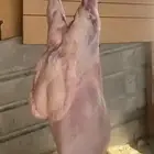 يوجد لدينا أنواع الذبائح - حري - نعيم - سواكن