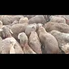 غنم سواكني