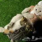 للبيع قط سكوتش العمر شهرين مخافه الله فيها والاهتمام فيها