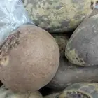 متوفر ثمار الدوم والدانجو والحمر بالجمله
