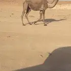 بكره للبيع