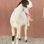 جفرة طيبه