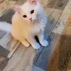 قطط - قطط   بسعر مناسب  
