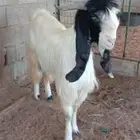 تيس جذع مشروك الصحة شرط