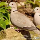 حمام ابو طوق