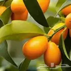 برتقال ملكي15ريال